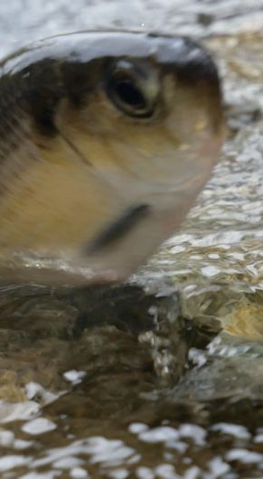 Herring trying to get up the rocks at Horn Pond Dam in Woburn, during their annual spring spawning run up the Mystic River, May 14, 2026. (©Greg Cook photo)