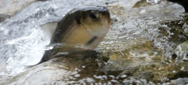 Herring trying to get up the rocks at Horn Pond Dam in Woburn, during their annual spring spawning run up the Mystic River, May 14, 2026. (©Greg Cook photo)