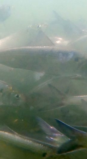 Herring underwater at Mystic Lakes, June 12, 2026. (©Greg Cook)