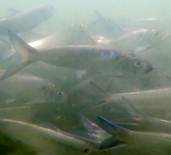 Herring underwater at Mystic Lakes, June 12, 2026. (©Greg Cook)