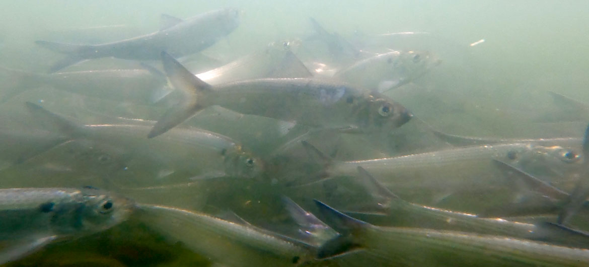 Herring underwater at Mystic Lakes, June 12, 2026. (©Greg Cook)