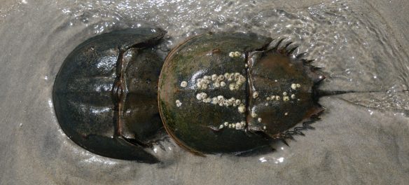 Horseshoe crabs nesting at the mouth of the Saugus River, May 31, 2026. (©Greg Cook photo)