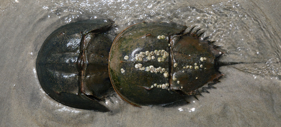 Horseshoe crabs nesting at the mouth of the Saugus River, May 31, 2026. (©Greg Cook photo)