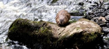 Muskrat on the Saugus River, just upstream of Saugus Iron Works, June 6, 2026. (©Greg Cook photo)