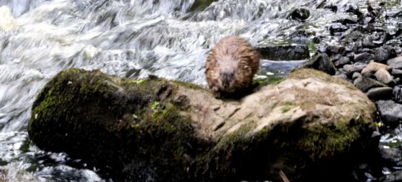 Muskrat on the Saugus River, just upstream of Saugus Iron Works, June 6, 2026. (©Greg Cook photo)