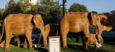 The Great Elephant Migration.