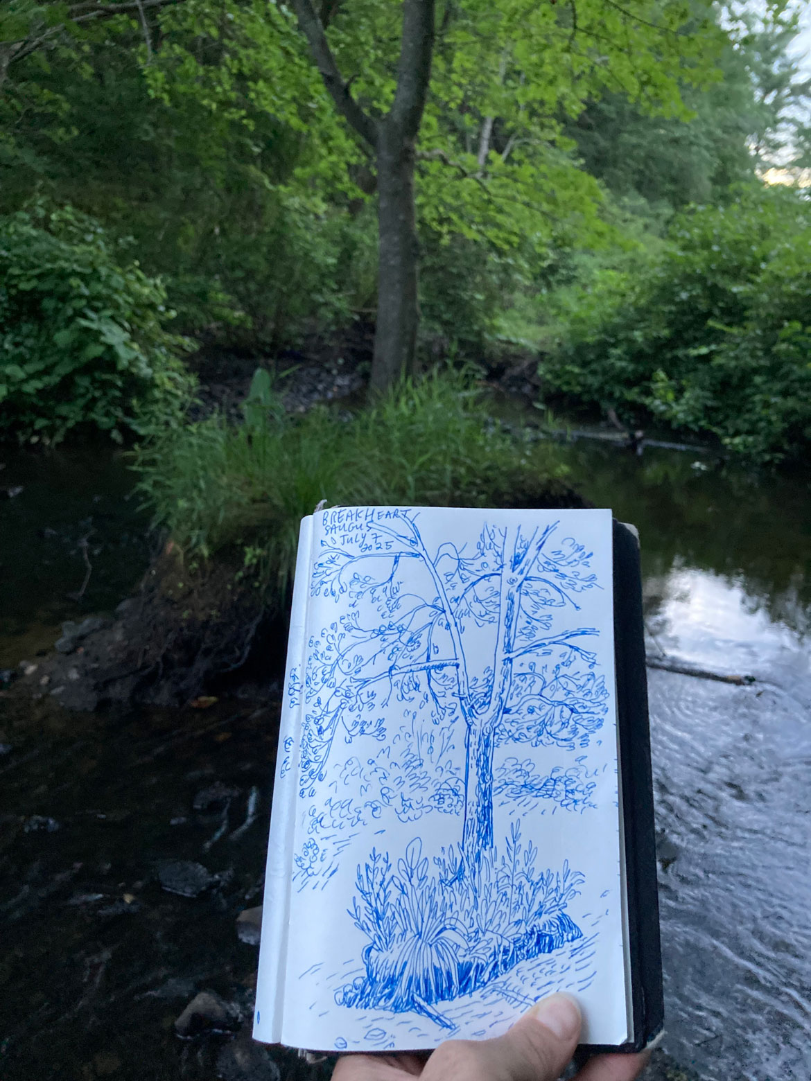 Greg Cook drawing of Breakheart Reservation, July 7, 2025. (©Greg Cook)