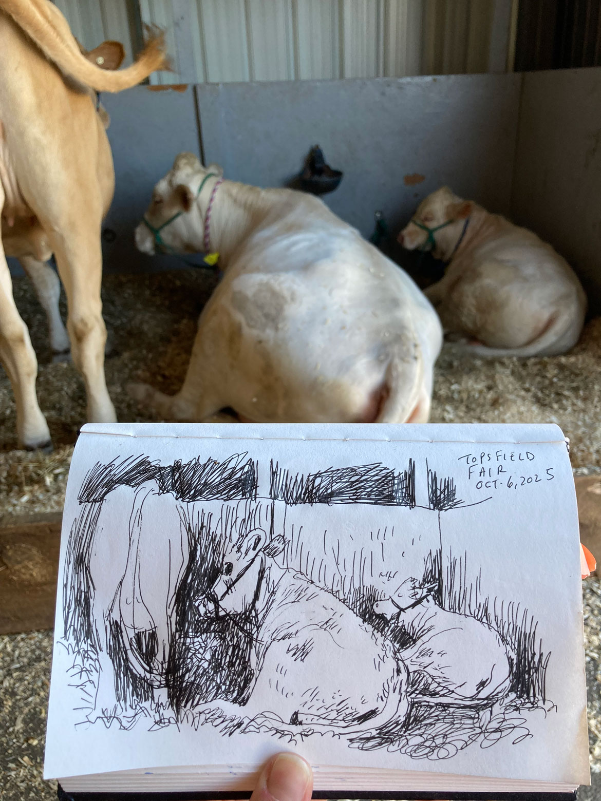 Greg Cook drawing of Topsfield Fair, Oct. 6, 2025. (©Greg Cook)