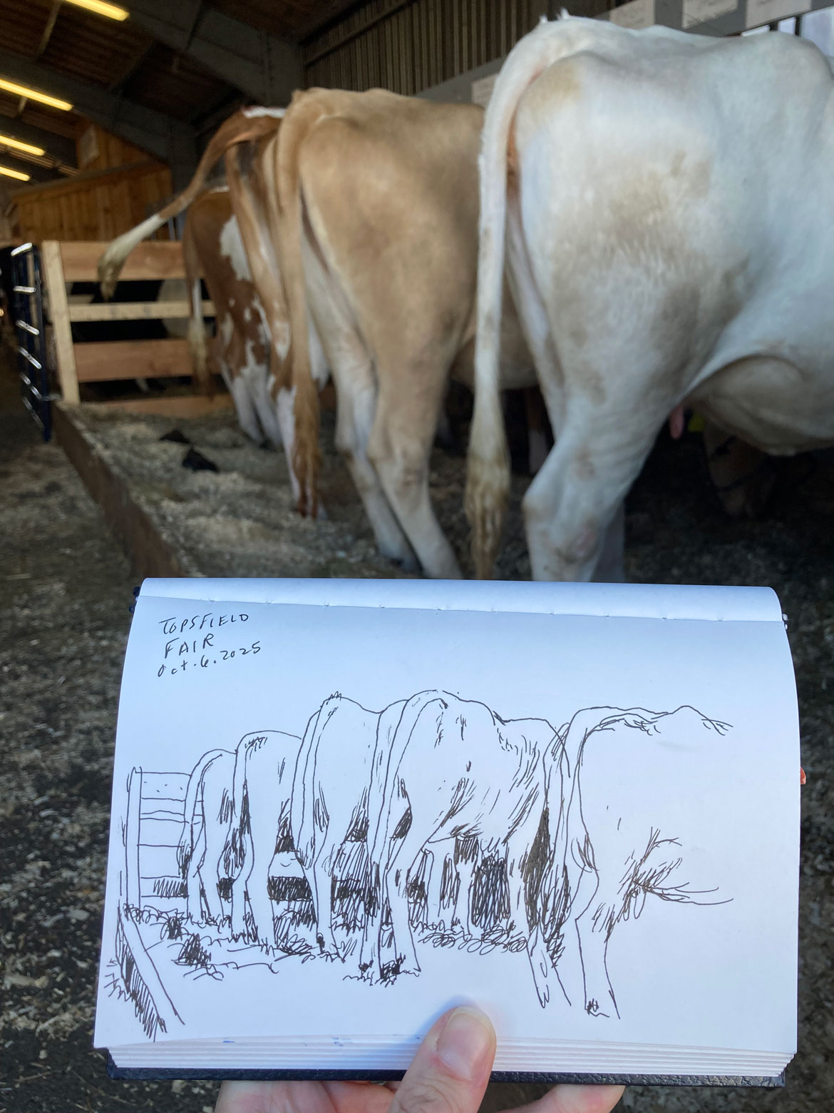 Greg Cook drawing of Topsfield Fair, Oct. 6, 2025. (©Greg Cook)