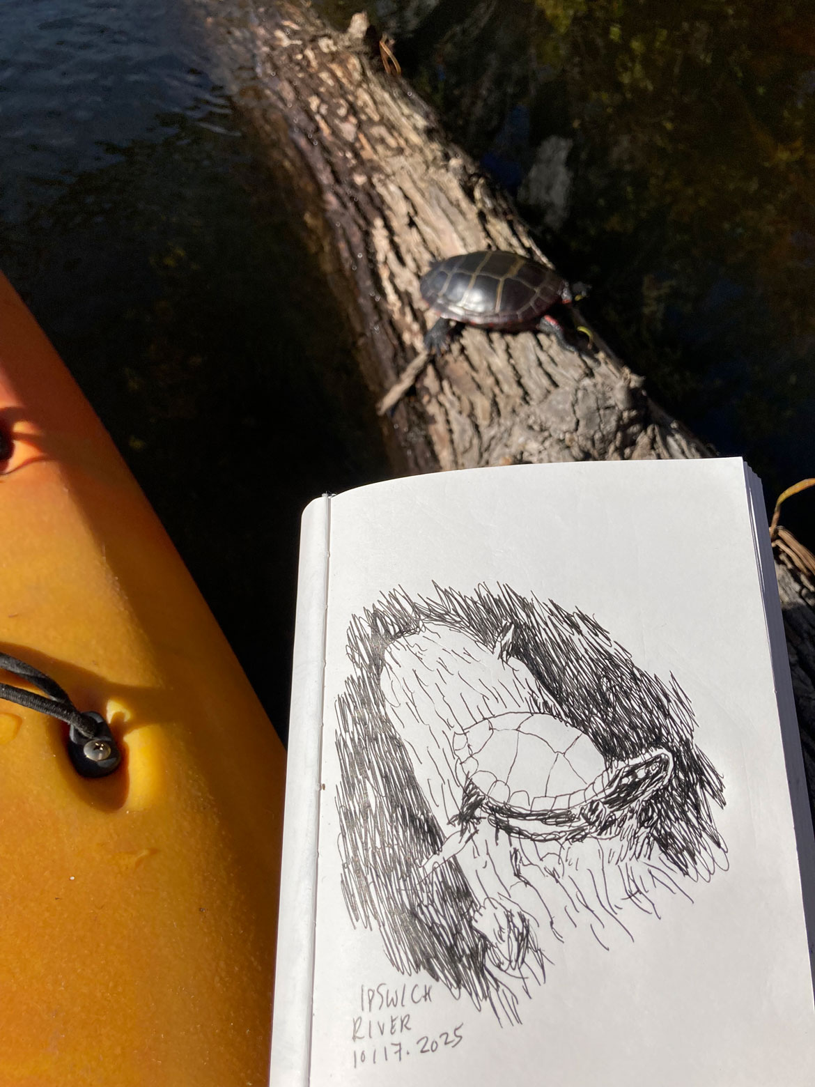 Greg Cook drawing of painted turtle, Ipswich River, Oct. 17, 2025. (©Greg Cook)