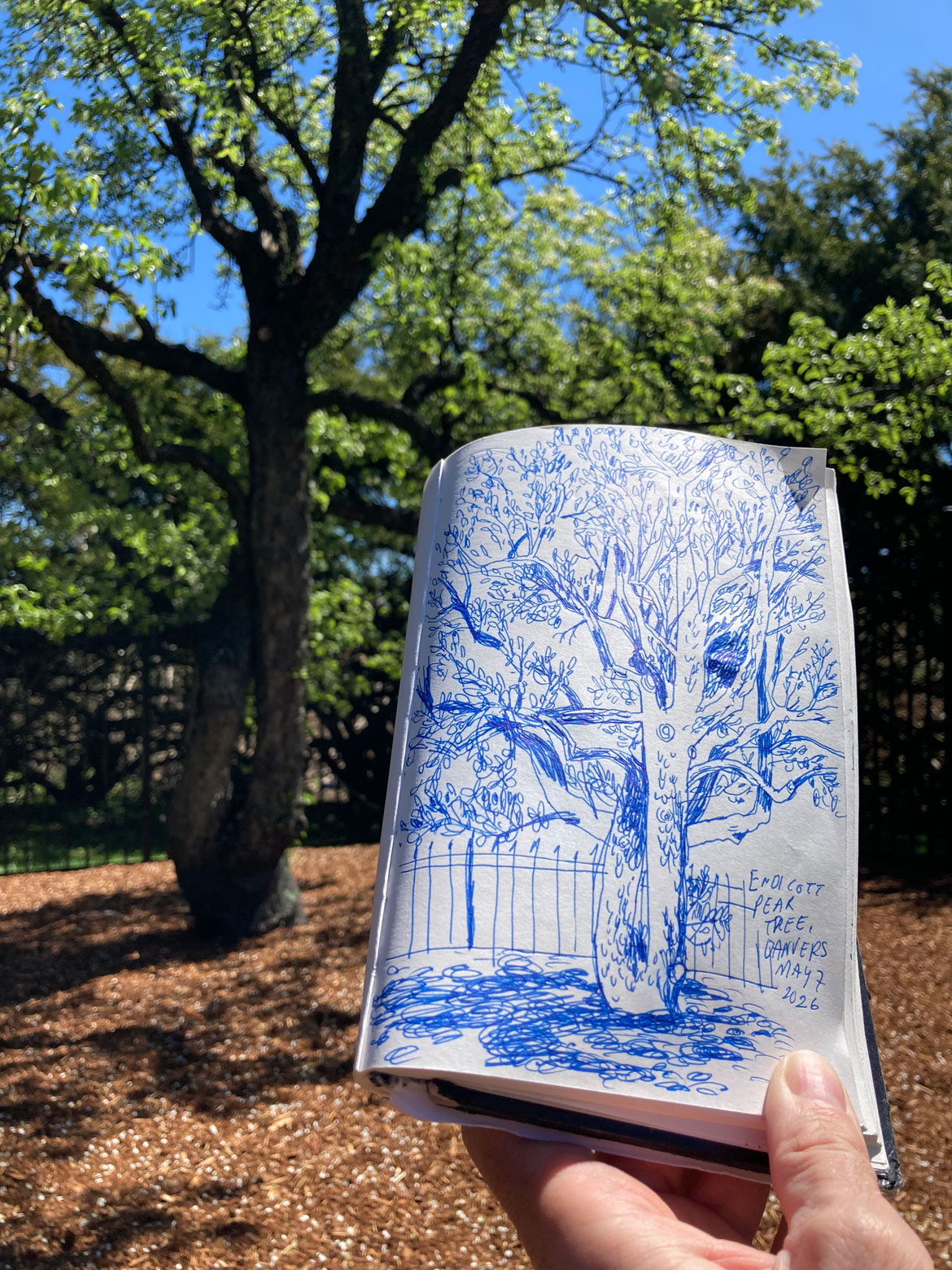 Greg Cook drawing of Endicott Pear Tree, Danvers, May 7, 2026. (©Greg Cook)