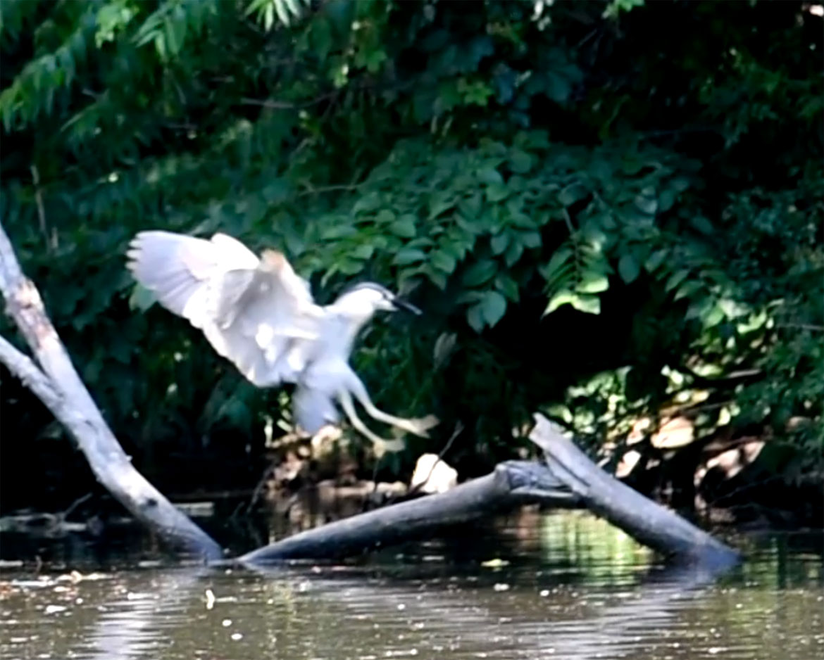 Black-crowned night heron landing at Malden River, July 1, 2026. (©Greg Cook photo)