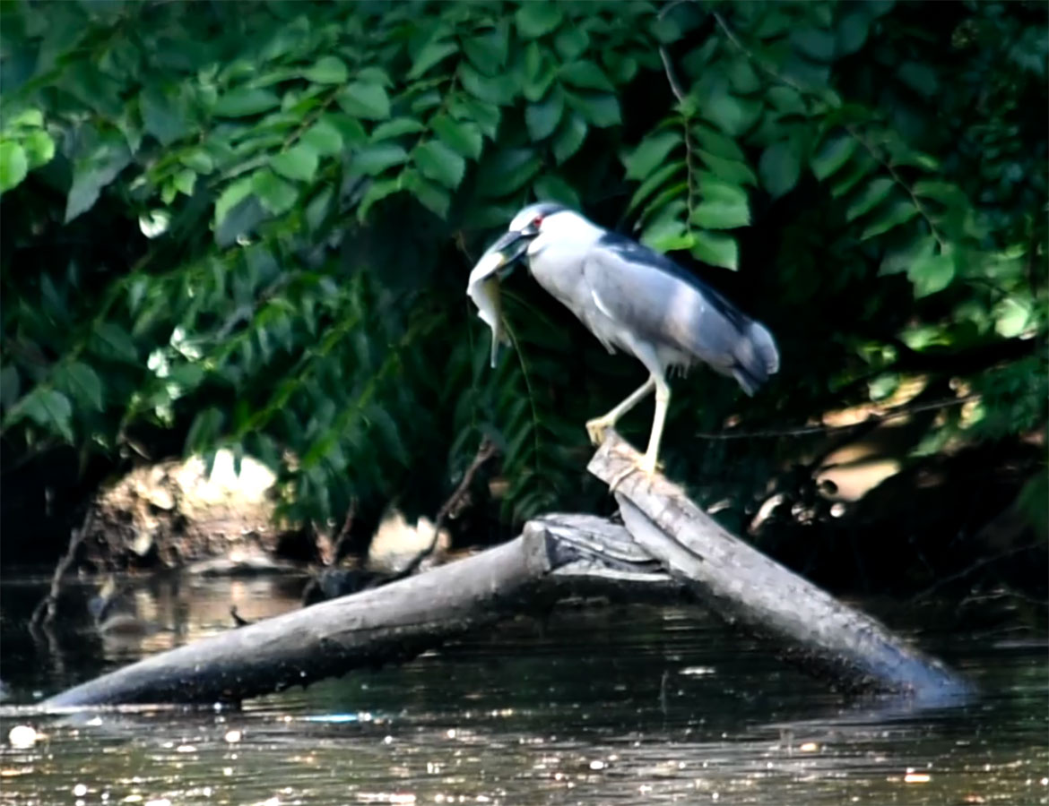 Black-crowned night heron caught a fish at Malden River, July 1, 2026. (©Greg Cook photo)