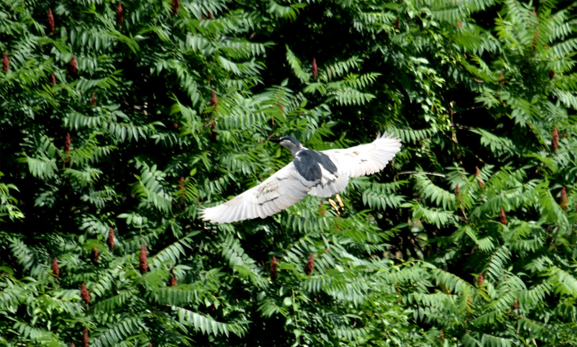 Black-crowned night flies off at Malden River, July 1, 2026. (©Greg Cook photo)