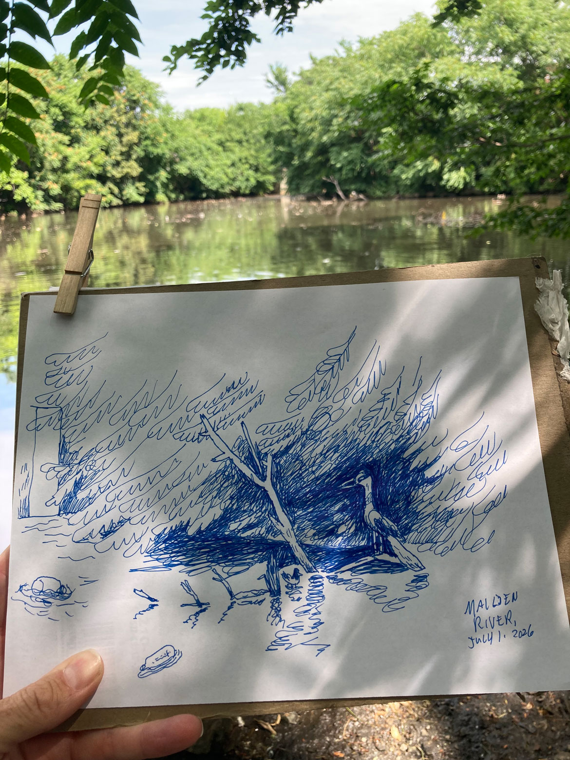 Greg Cook drawing of black-crowned night heron at Malden River, July 1, 2026. (©Greg Cook)