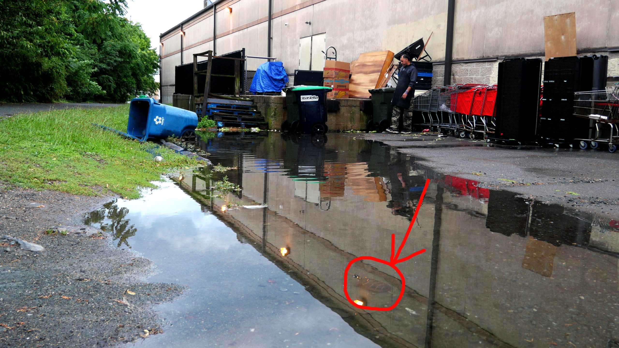 Painted turtle in flash puddle along Malden River formed behind Asian market during downpour, July 4, 2026. (©Greg Cook photo)