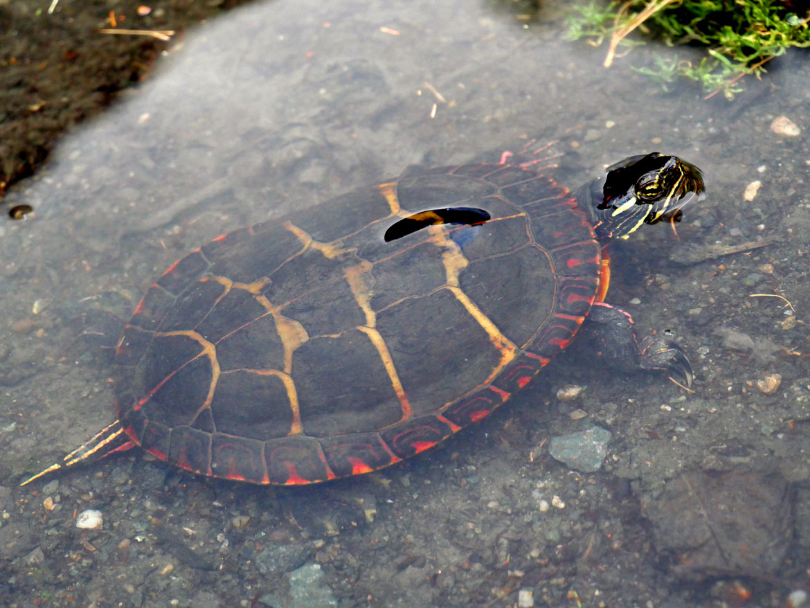 Painted turtle in flash puddle along Malden River formed behind Asian market during downpour, July 4, 2026. (©Greg Cook photo)