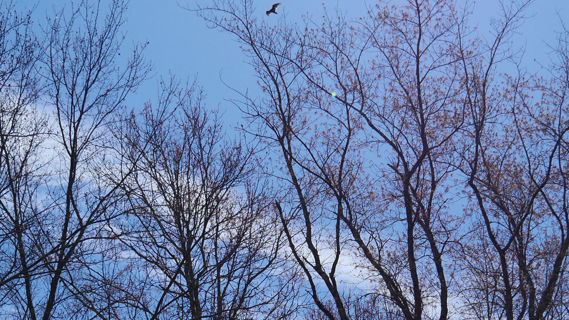 Hawk glides above the budding maples upstream of the Wheelwright Dam, April 26, 2026. (©Greg Cook photo)