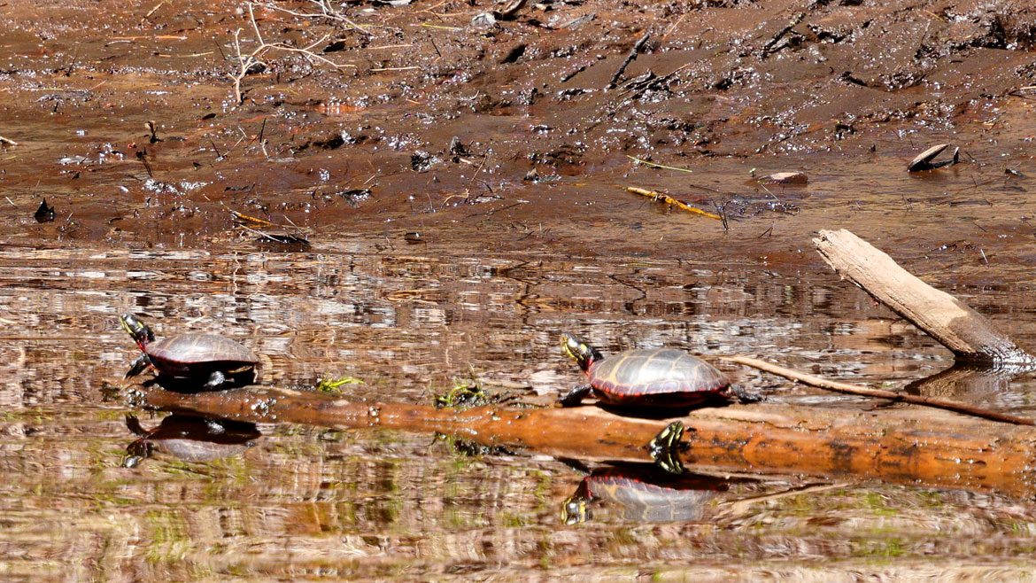 Painted turtles upstream of Wheelwright Dam, April 26, 2026. (©Greg Cook photo)