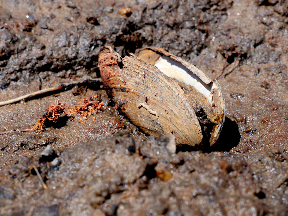 Mussels grow in the muddy riverbanks upstream of the Wheelwright Dam, April 26, 2026. (©Greg Cook photo)