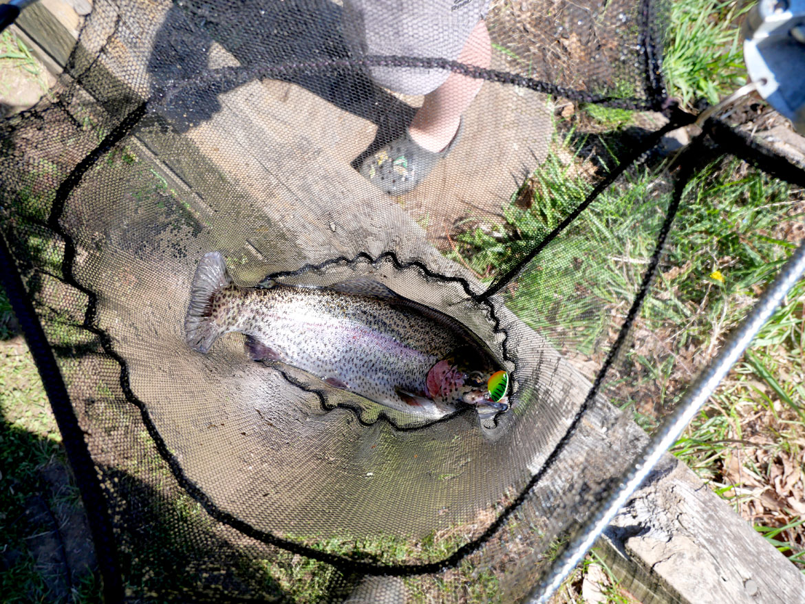 Downstream of Wheelwright Dam, boys caught a rainbow trout at Hardwick Pond Road bridge, Ware, April 26, 2026. (©Greg Cook photo)