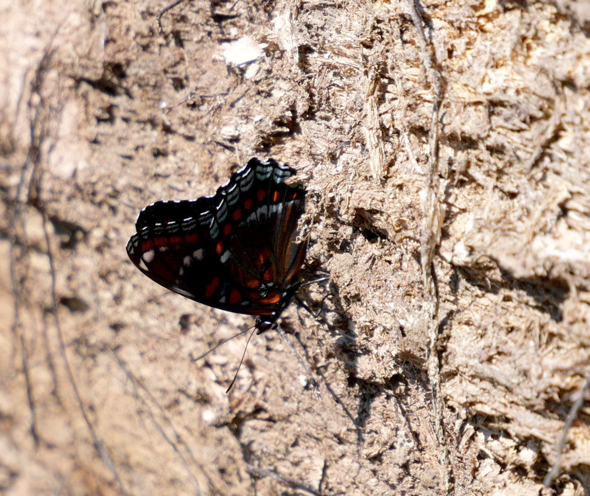 Butterfly just upstream of the Wheelwright Dam, June 9, 2026. (©Greg Cook photo)