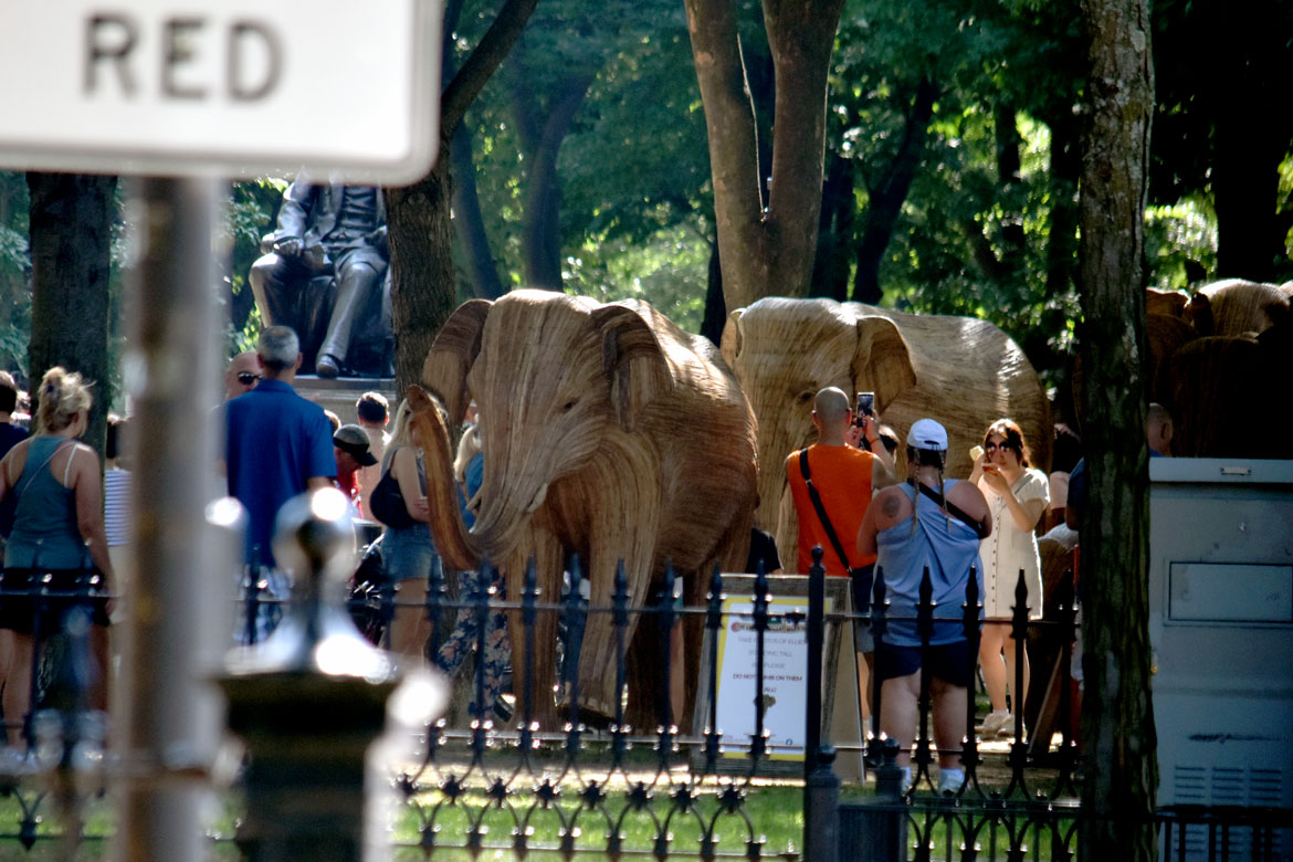 The "Great Elephant Migration" visits Boston’s Commonwealth Avenue Mall, Aug. 9, 2026. (©Greg Cook photo)