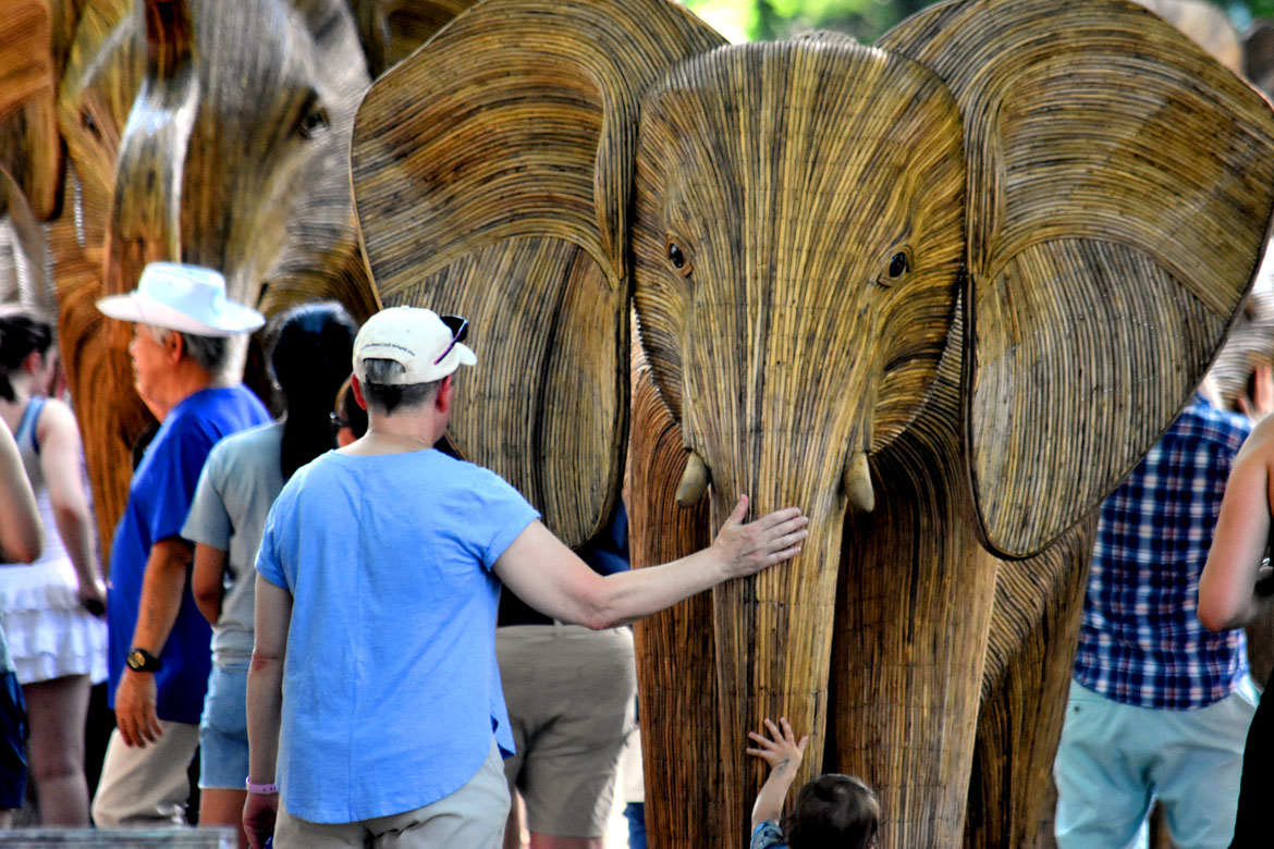 The "Great Elephant Migration" visits Boston’s Commonwealth Avenue Mall, Aug. 9, 2026. (©Greg Cook photo)