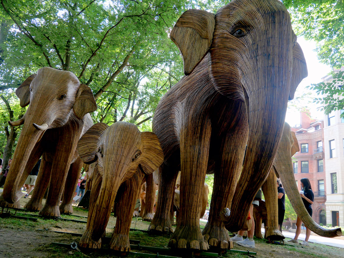 The "Great Elephant Migration" visits Boston’s Commonwealth Avenue Mall, Aug. 9, 2026. (©Greg Cook photo)