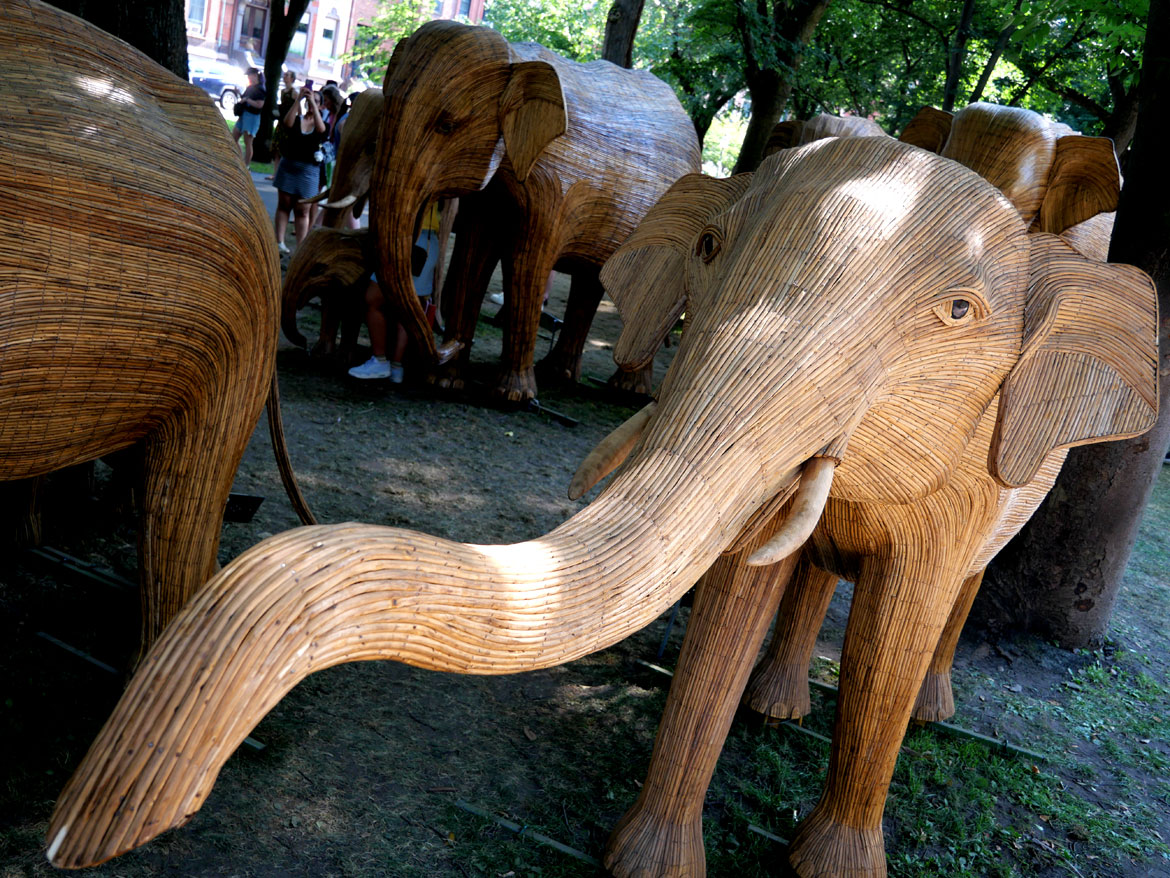 The "Great Elephant Migration" visits Boston’s Commonwealth Avenue Mall, Aug. 9, 2026. (©Greg Cook photo)