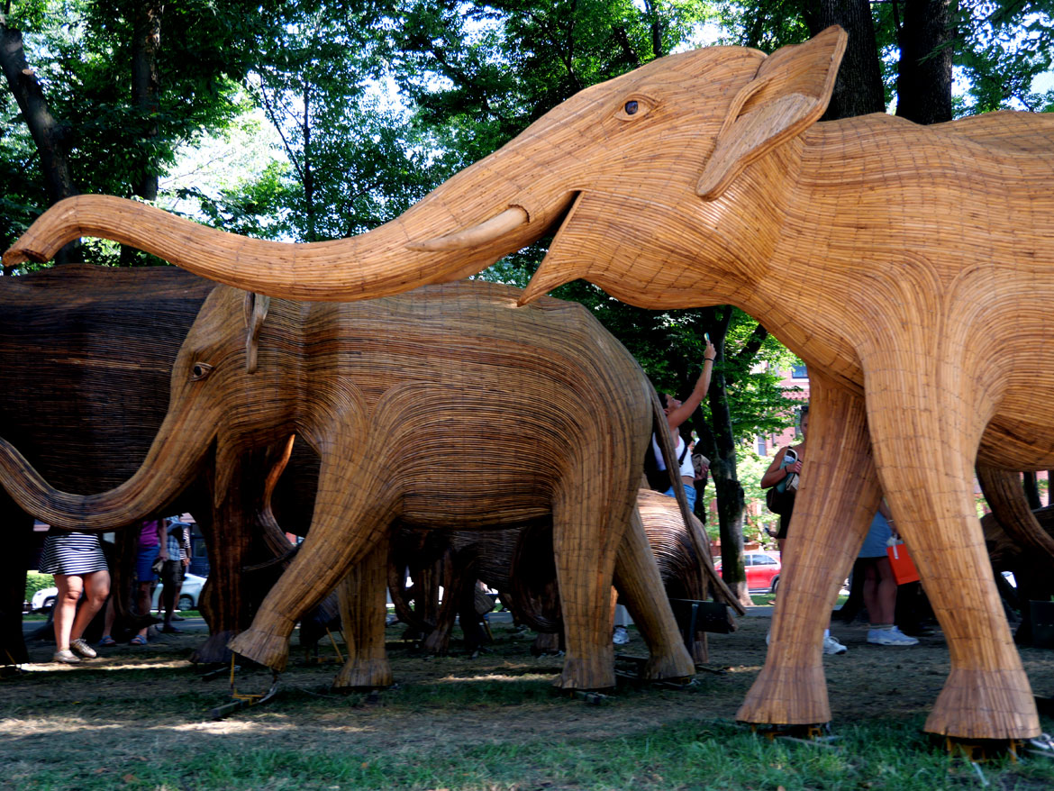 The "Great Elephant Migration" visits Boston’s Commonwealth Avenue Mall, Aug. 9, 2026. (©Greg Cook photo)