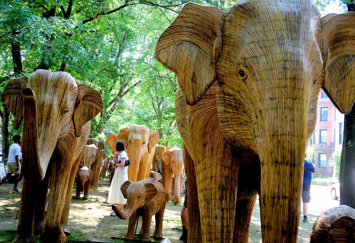 The "Great Elephant Migration" visits Boston’s Commonwealth Avenue Mall, Aug. 9, 2026. (©Greg Cook photo)